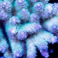 画像2: CDU Acropora sp. Ultra No.118 (2)