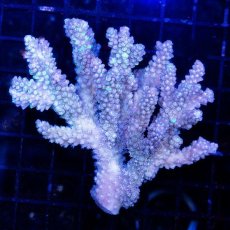 画像1: CDU Acropora sp. Ultra No.115 (1)