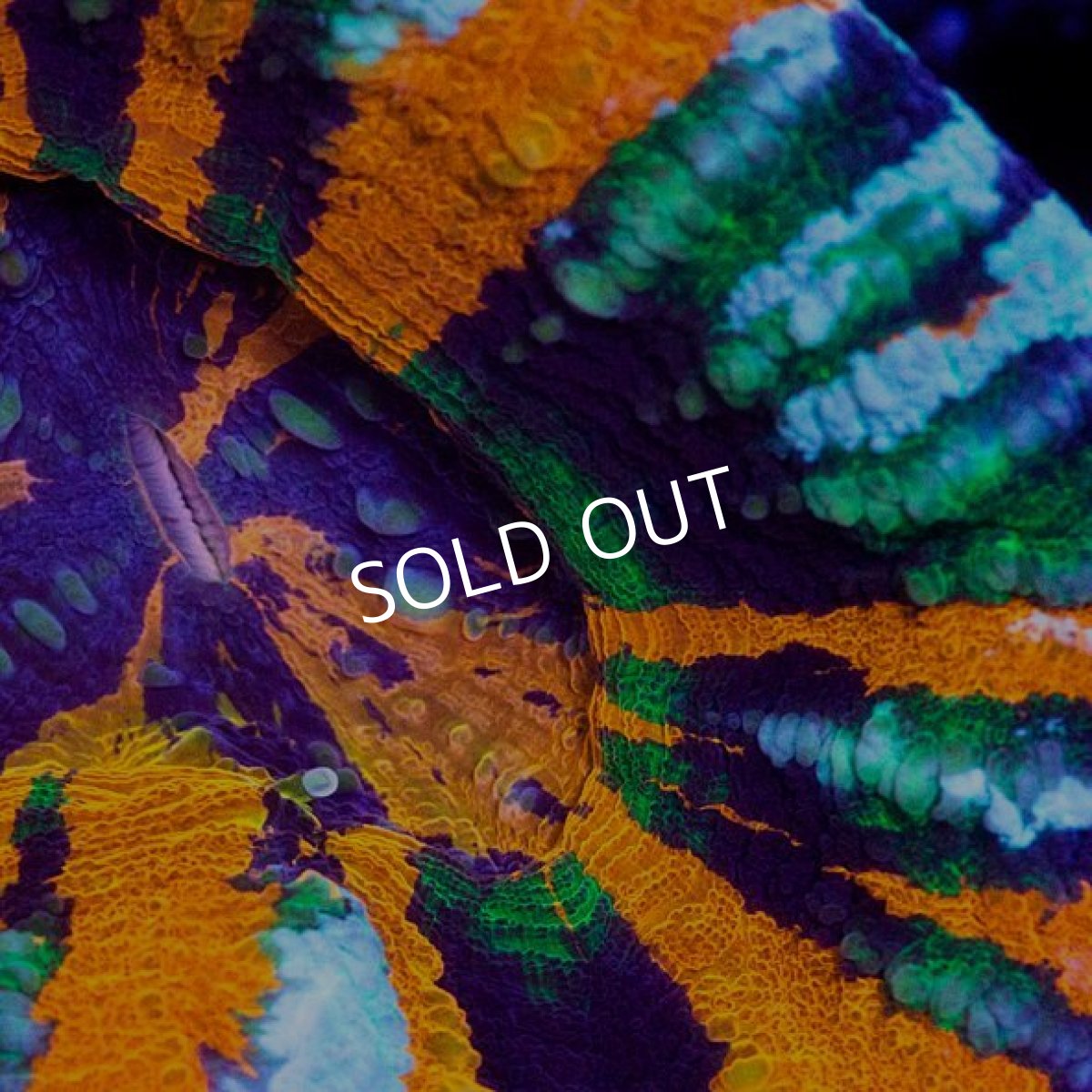 画像2: CDU スコリミア Master No.60 (2)