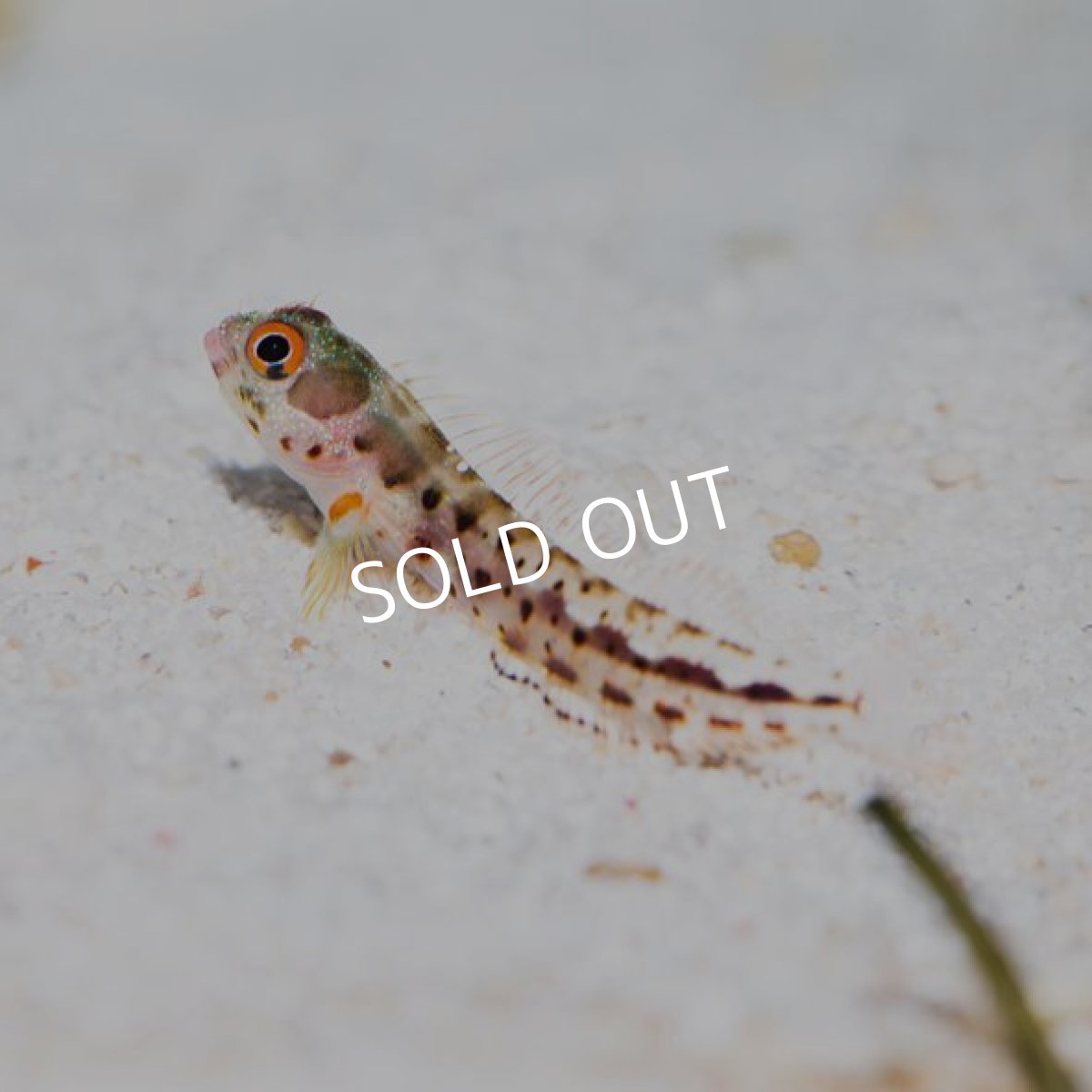 画像2: ■SALE■ バーナクルブレニー (2)