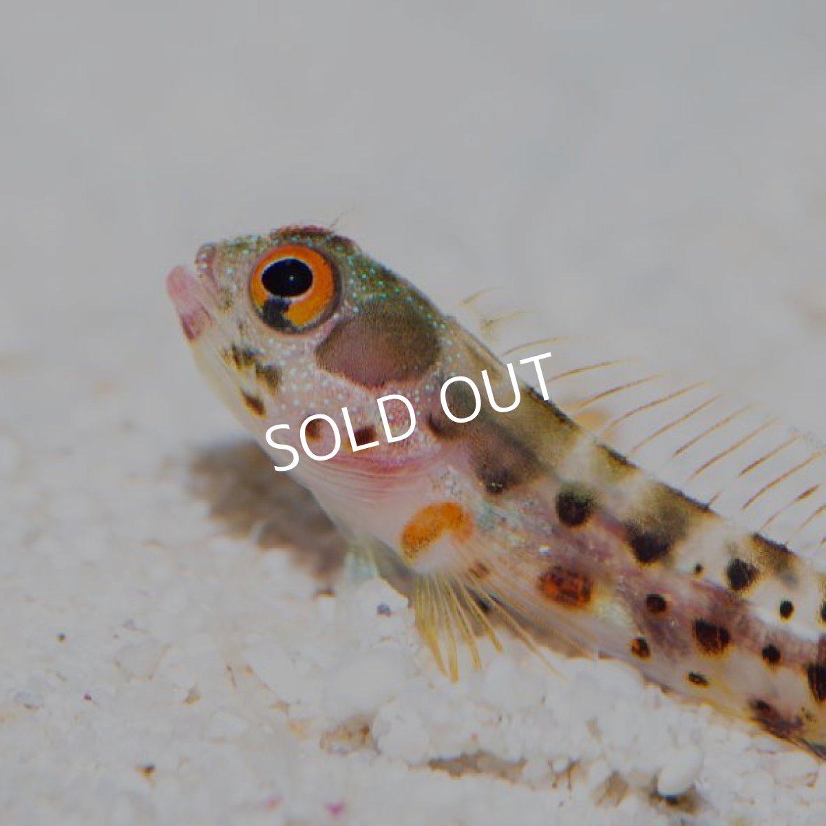 画像3: ■SALE■ バーナクルブレニー (3)