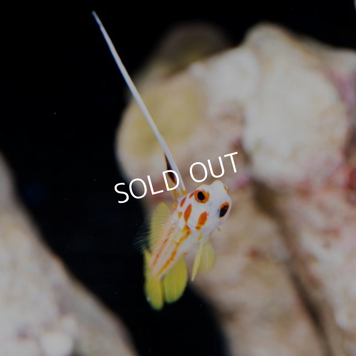 画像2: ヤシャハゼ (2)