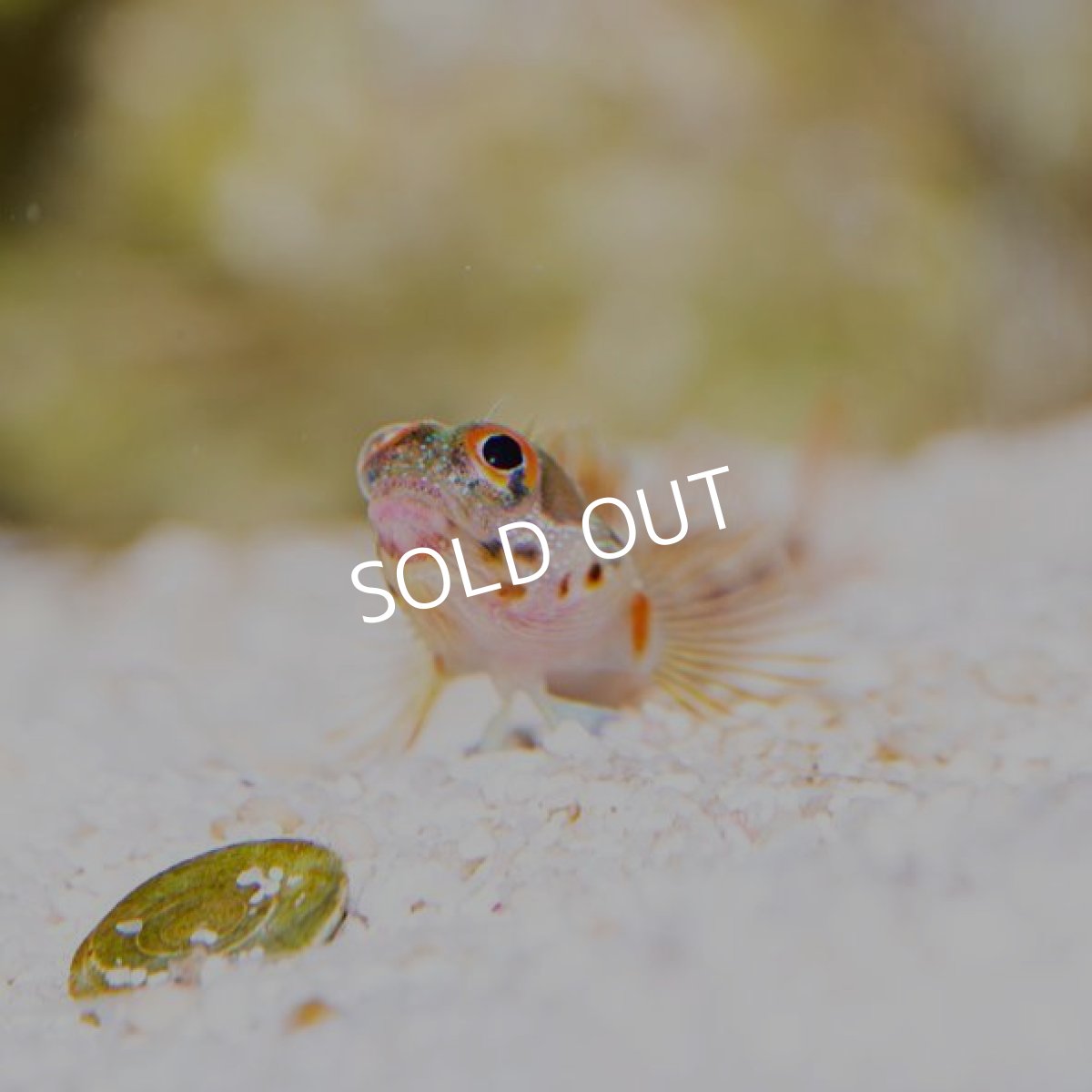 画像2: ■SALE■ バーナクルブレニー No.2 (2)