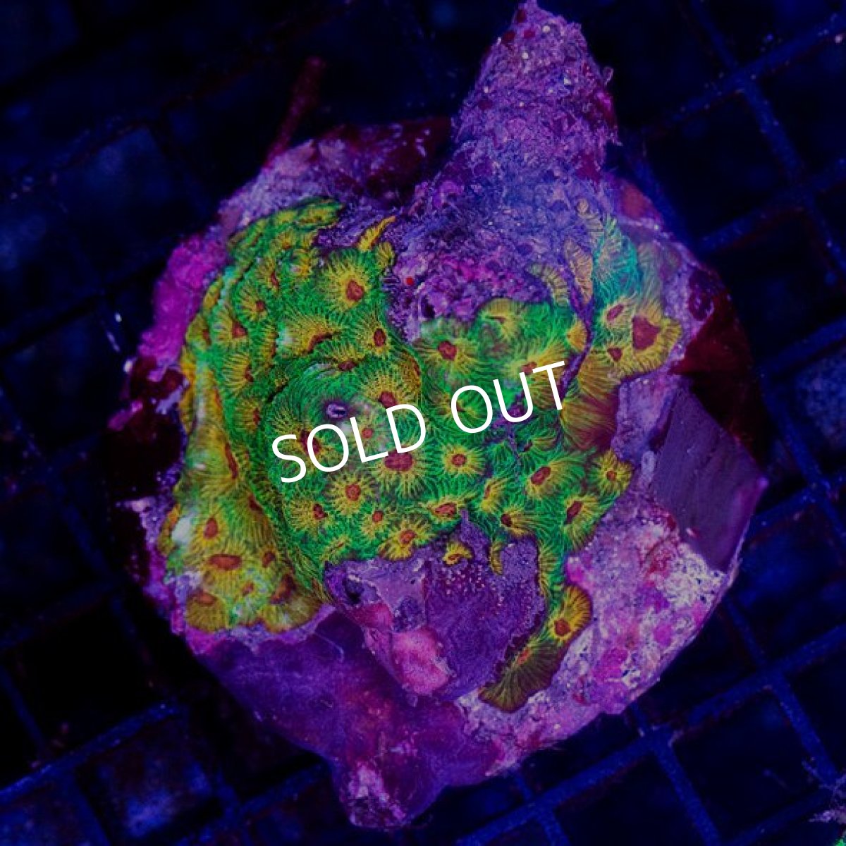 画像2: バリ産 キクメイシ プレミアム (2)