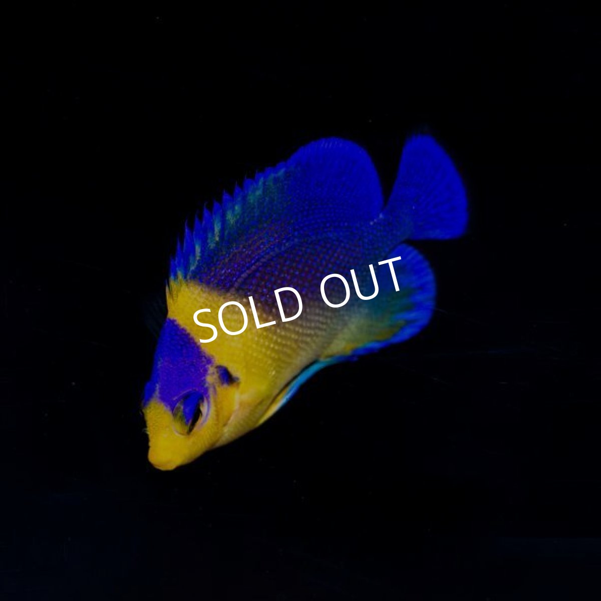 画像2: ■SALE■ スミレヤッコ No.1 (2)