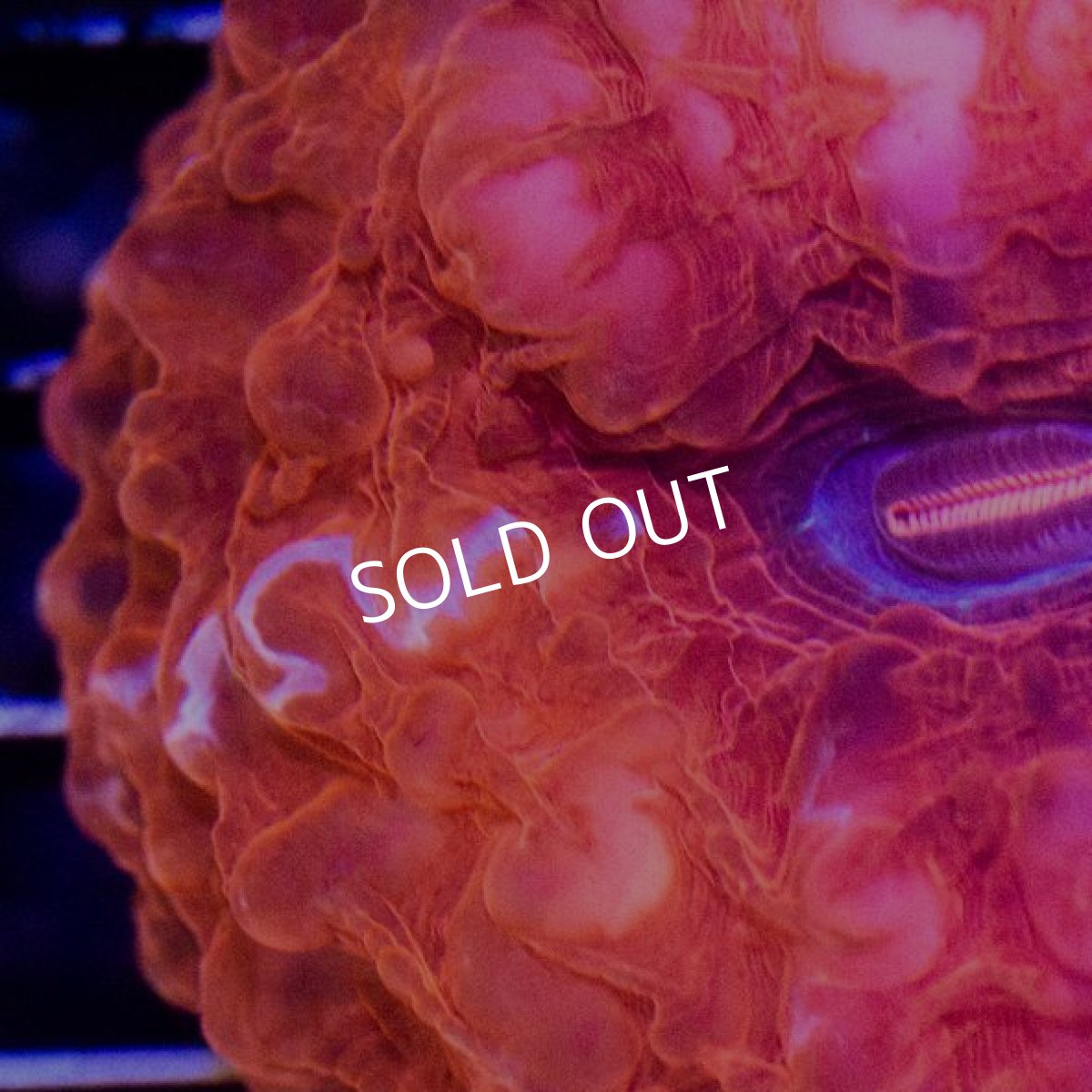 画像2: ジャカルタ産　コハナガタ　レッド (2)