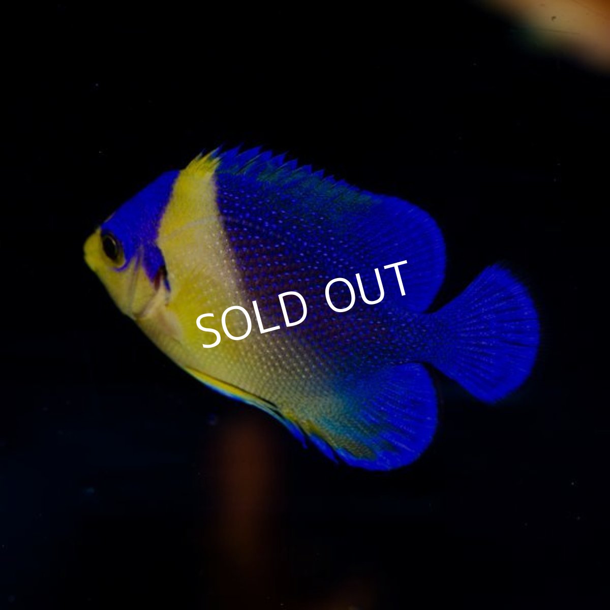 画像2: ■SALE■ スミレヤッコ No.2 (2)