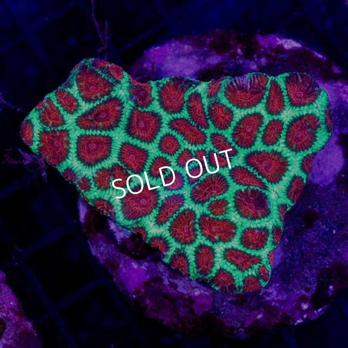 画像2: バリ産 キクメイシ (2)