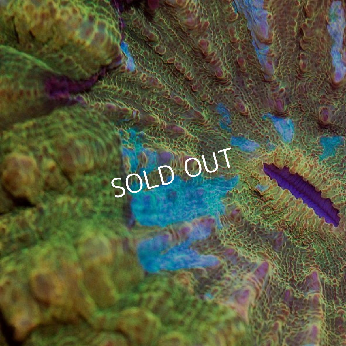 画像2: ジャカルタ産　アザミハナガタ　プレミアム (2)