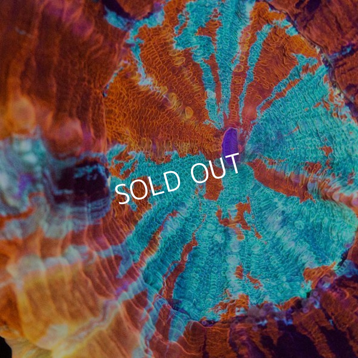 画像2: ジャカルタ産 アザミハナガタ マルチ (2)