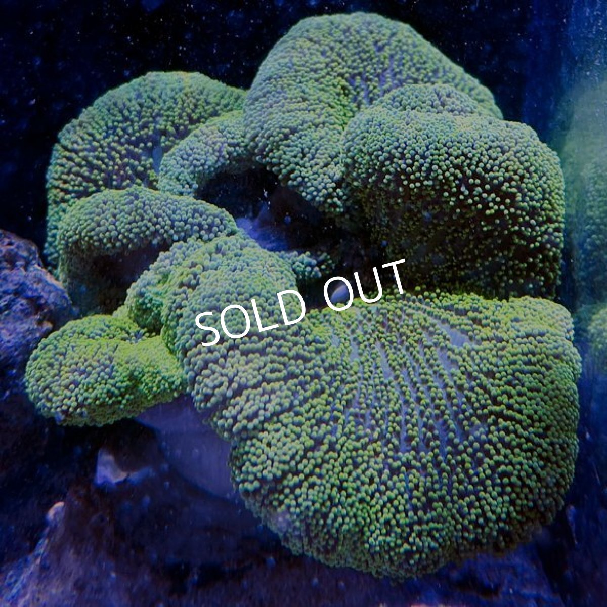 画像3: ■SALE■ イボハタゴイソギンチャク メタリックグリーン (3)