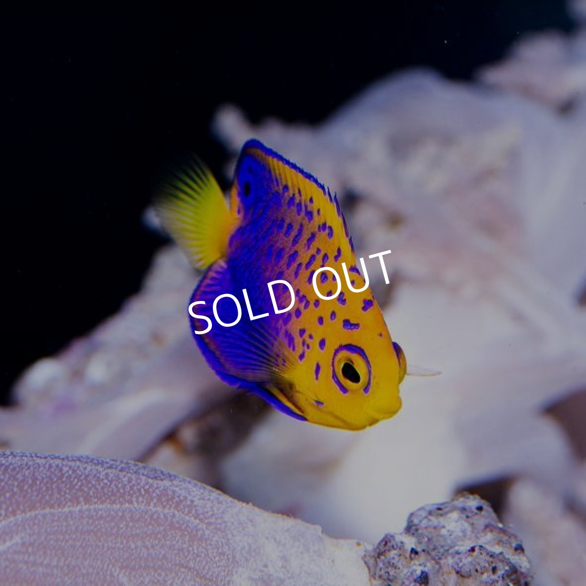 画像3: レンテンヤッコ　Ｓ No.1 (3)