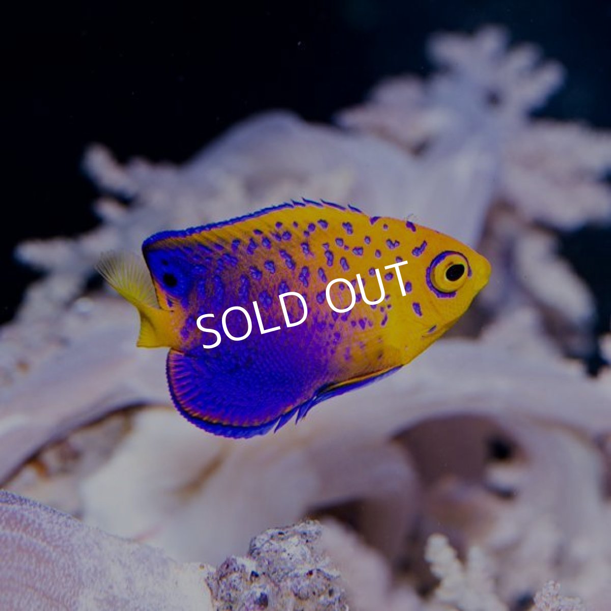 画像2: レンテンヤッコ　Ｓ No.1 (2)