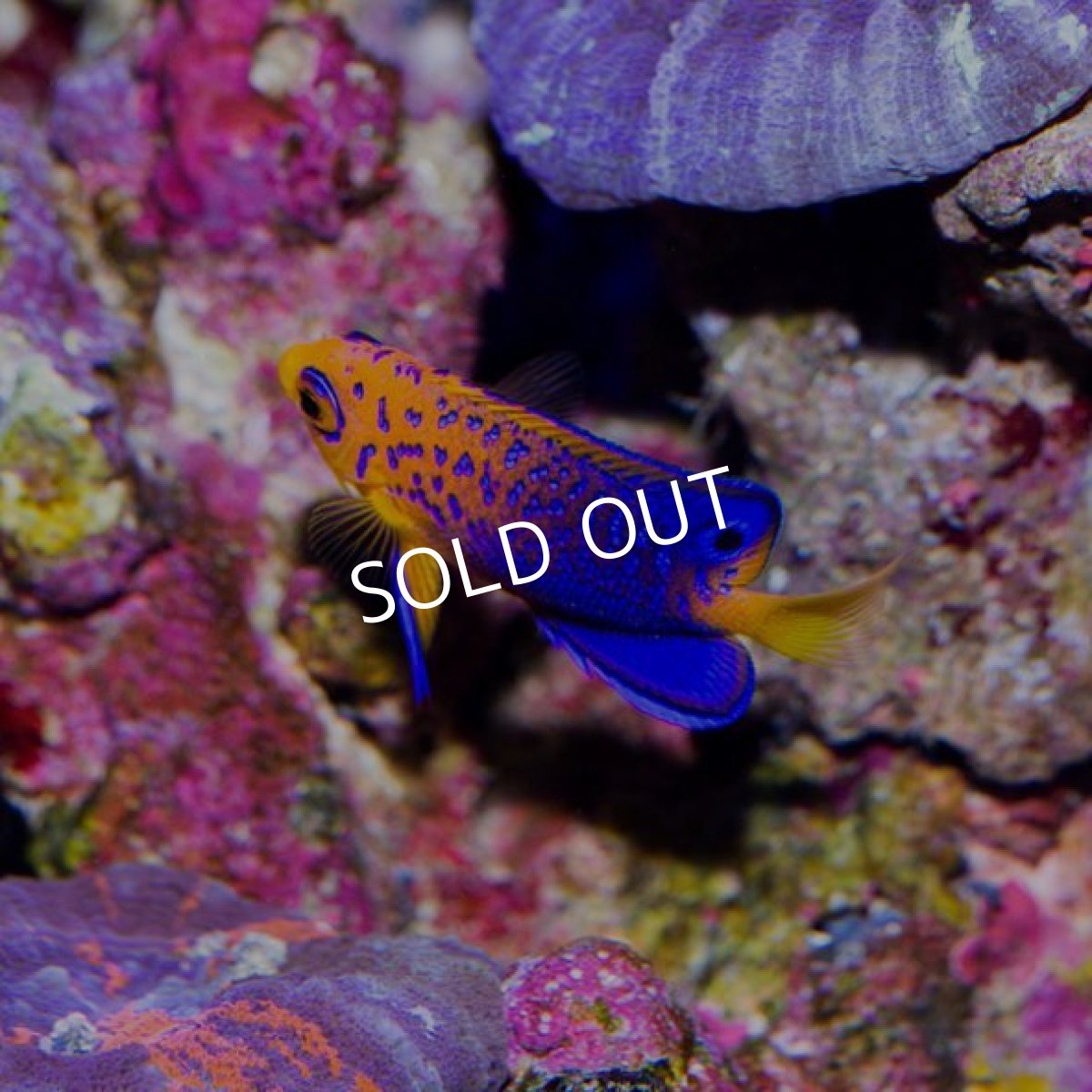 画像2: レンテンヤッコ　Ｓ No.2 (2)