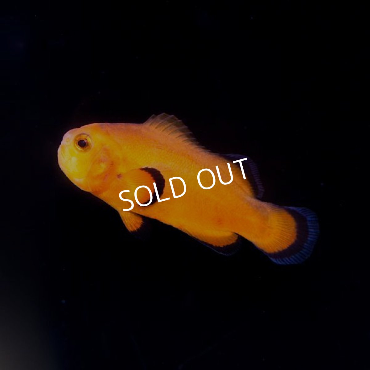 画像2: ■SALE■ Proaquatix ネイキッド・オセラリス No.2 (2)