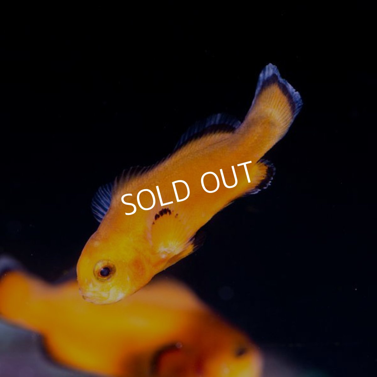 画像2:  Proaquatix ネイキッド・オセラリス No.1 (2)