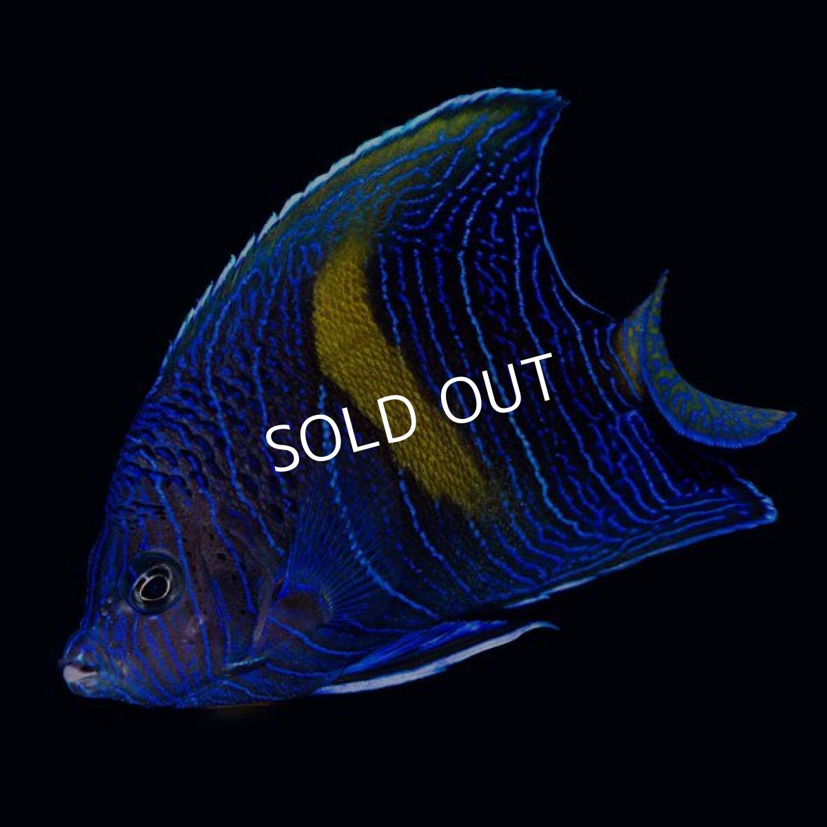 画像2: ■SALE■ハーフムーンエンゼル　（P.マクロスス） (2)