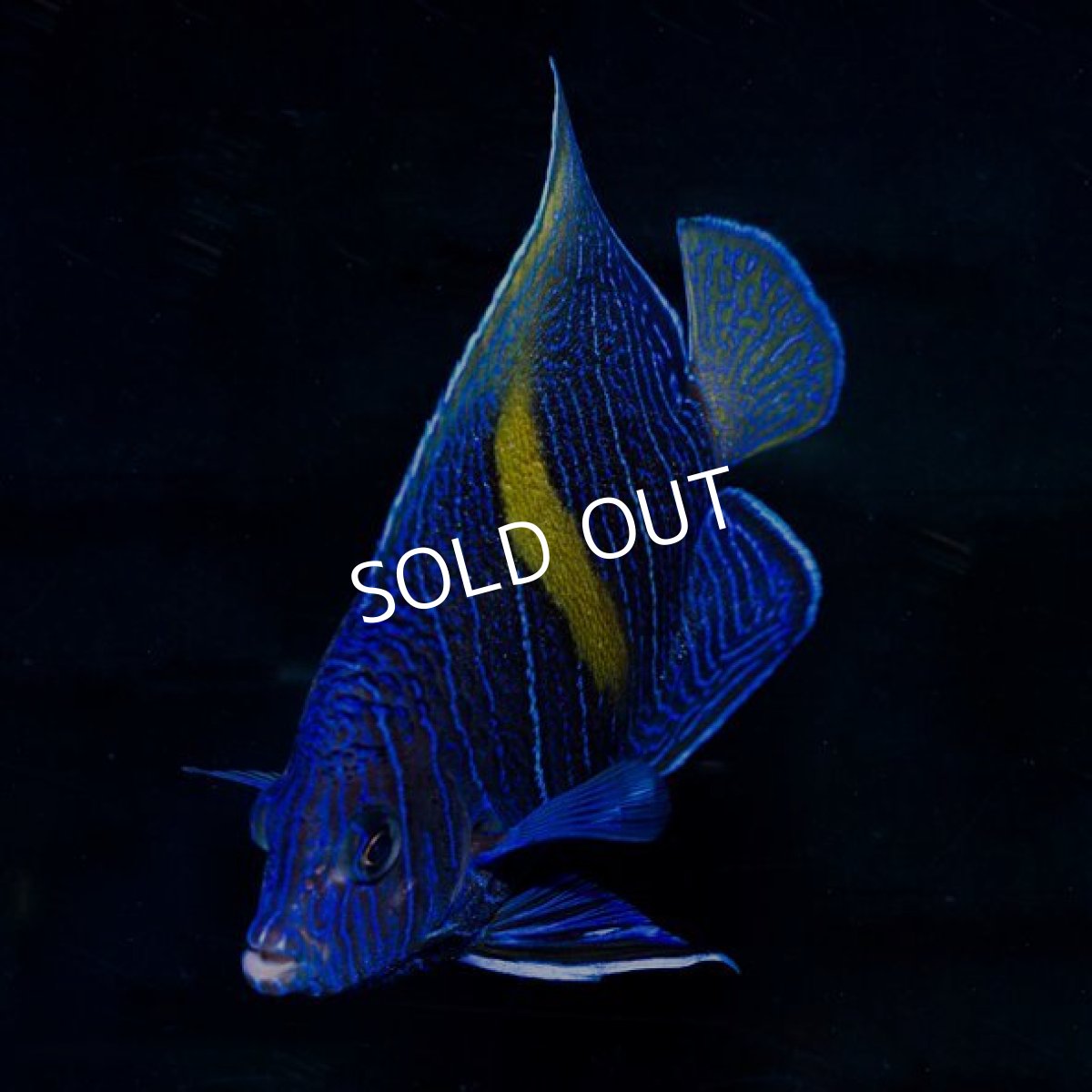 画像3: ■SALE■ハーフムーンエンゼル　（P.マクロスス） (3)