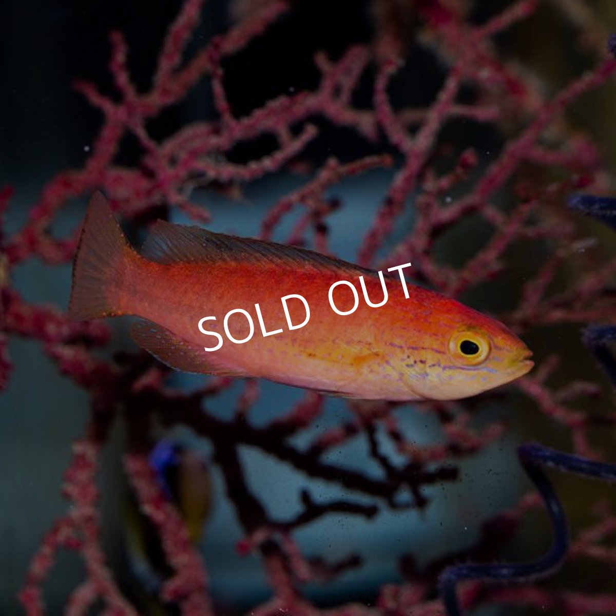 画像2: クレナイイトヒキベラ (2)