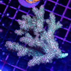 画像1: CDU Acropora sp. No.2 (1)