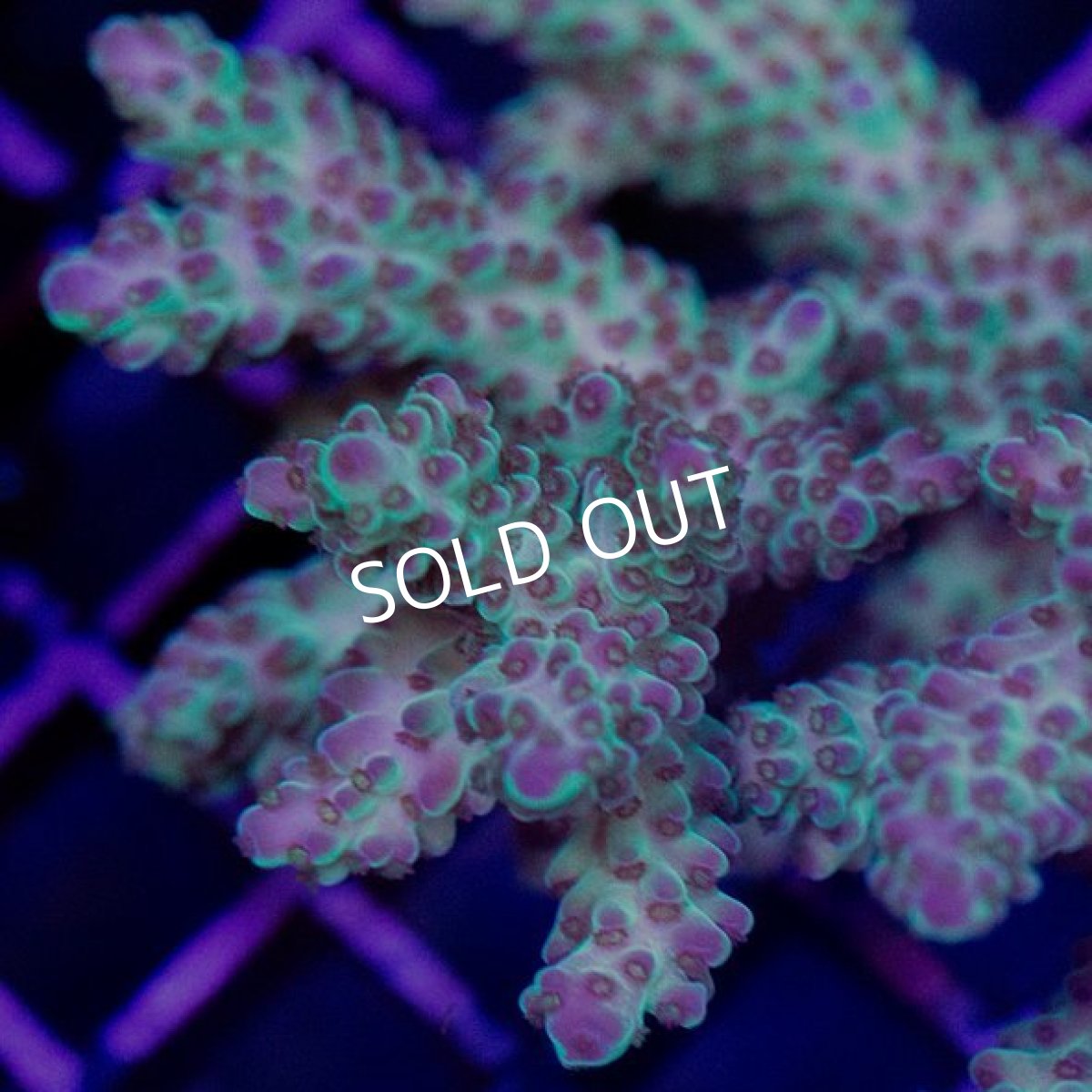 画像2: CDU Acropora sp. No.2 (2)