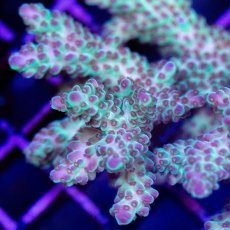 画像2: CDU Acropora sp. No.2 (2)