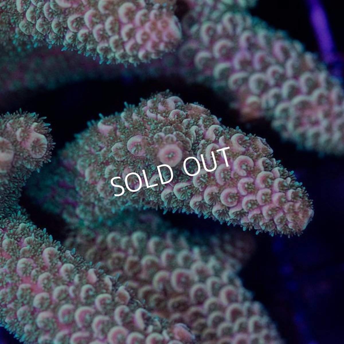 画像2: CDU Acropora sp. No.1 (2)