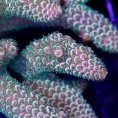 画像2: CDU Acropora sp. No.1 (2)