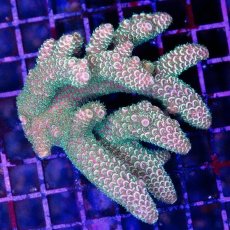 画像1: CDU Acropora sp. No.1 (1)