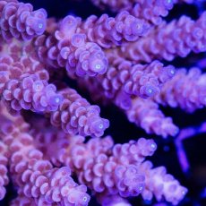 画像2: CDU Acropora sp. No.3 (2)