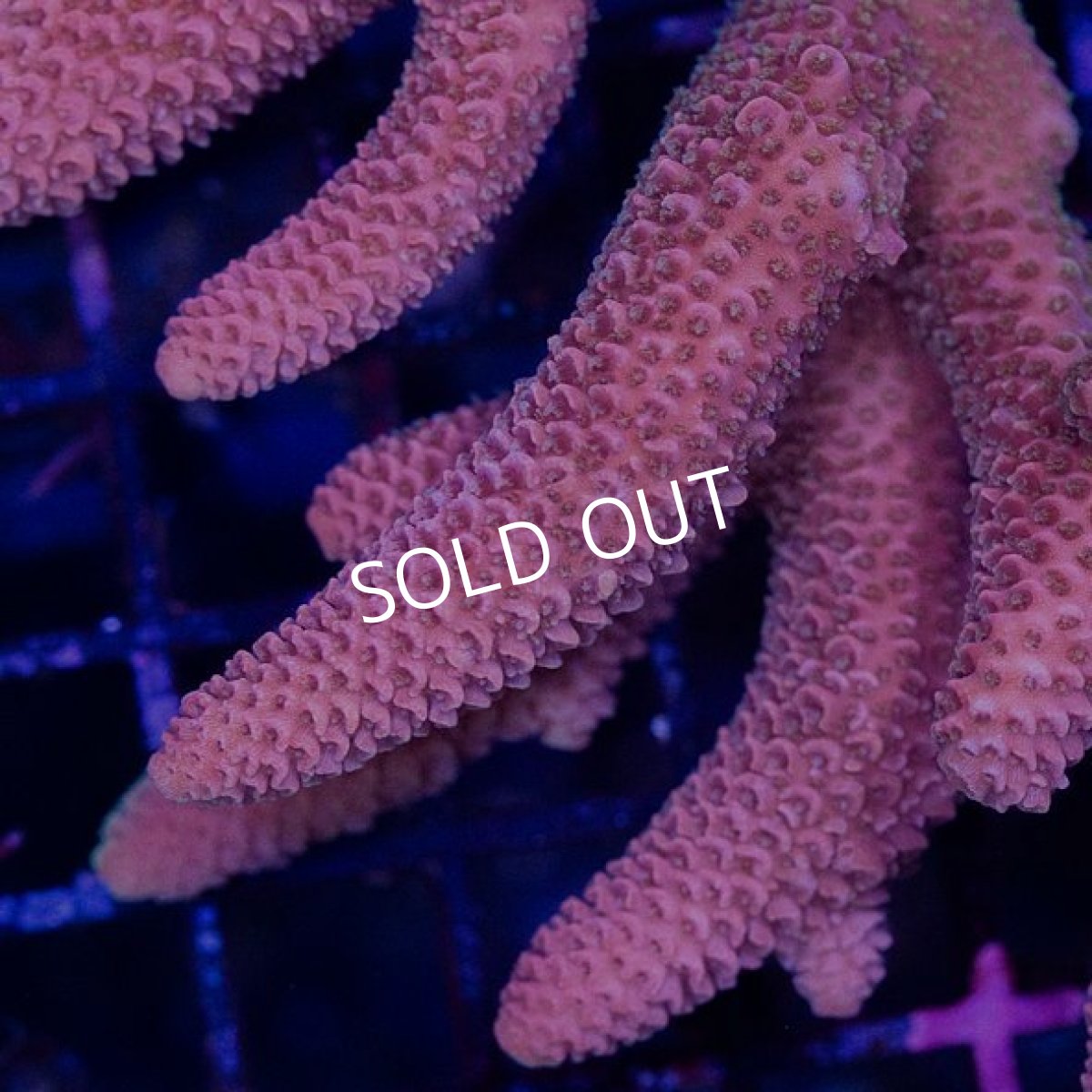 画像2: CDU Acropora sp. No.7 (2)