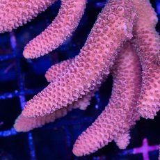 画像2: CDU Acropora sp. No.7 (2)