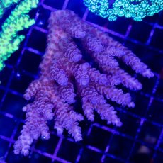 画像1: CDU Acropora sp. No.3 (1)