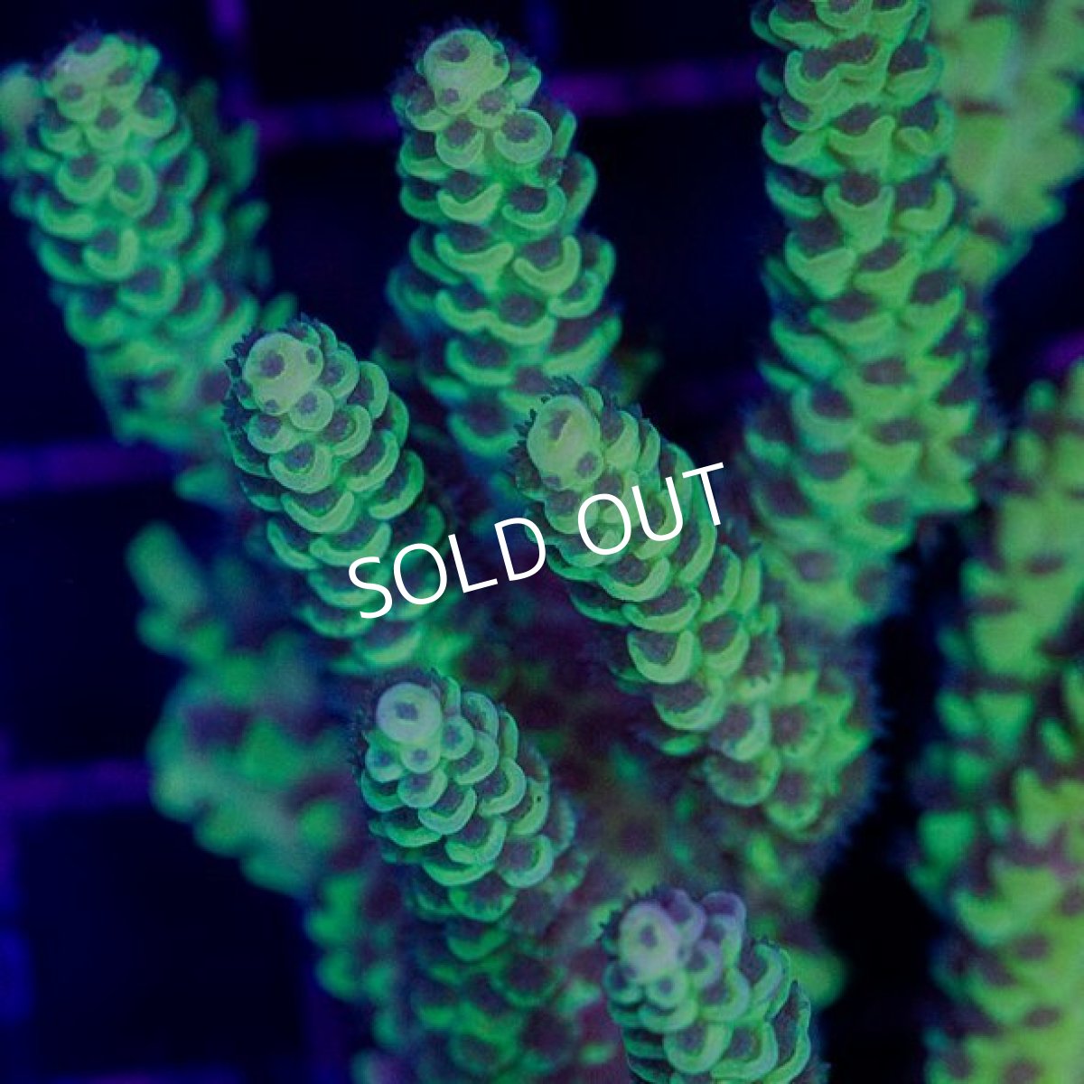 画像2: CDU Acropora sp. No.6 (2)