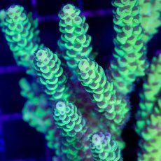 画像2: CDU Acropora sp. No.6 (2)