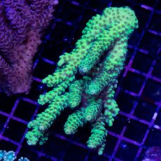 画像1: CDU Acropora sp. No.6 (1)