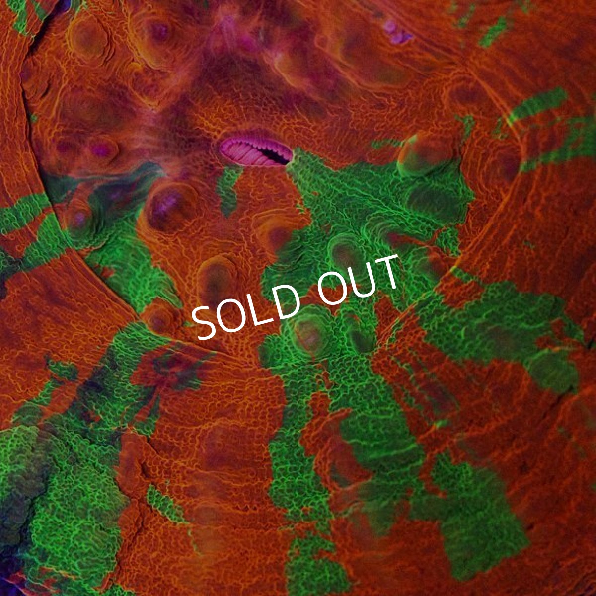 画像2: CDU　スコリミア　Bleeding Apple No.63 (2)