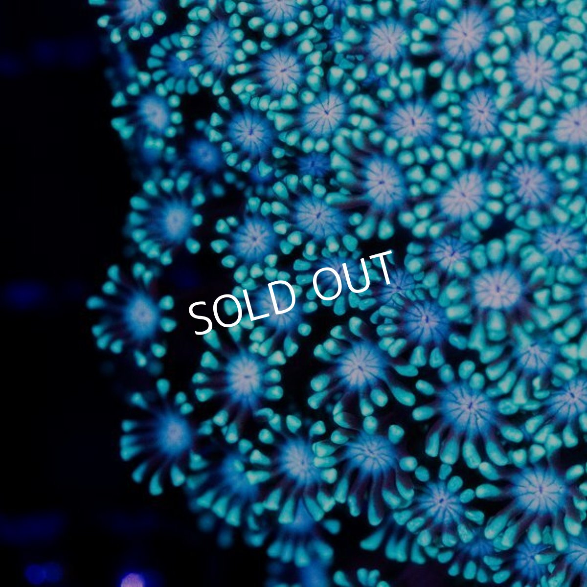 画像2: CDU アワサンゴ No.3 (2)