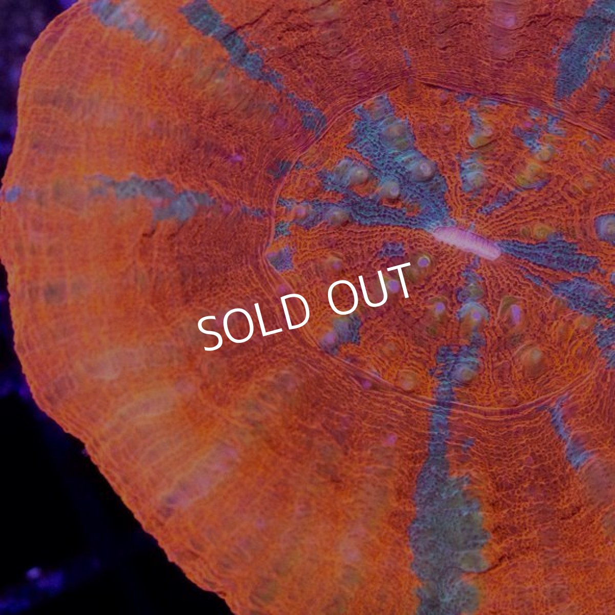 画像2: CDU　スコリミア　Bleeding Apple/Reverse No.62 (2)