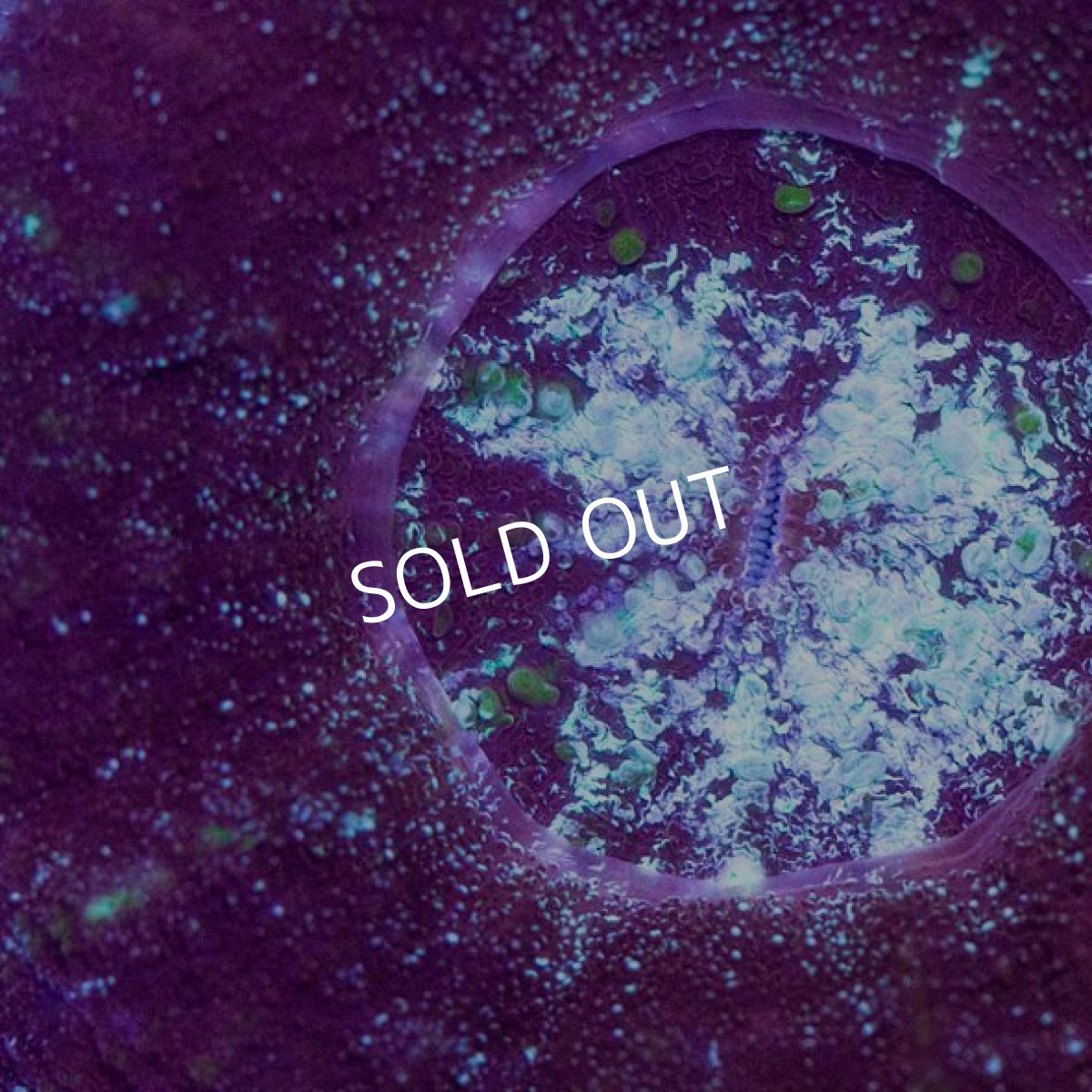 画像2: CDU スコリミア Mixed Pattern No.61 (2)