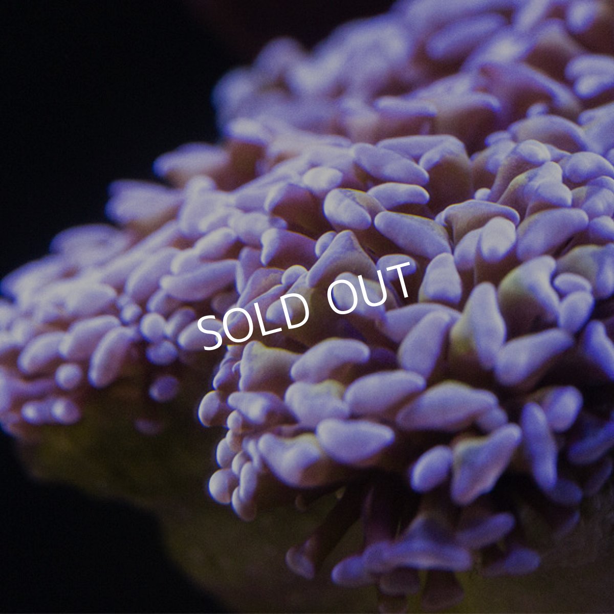 画像4: CDU ナガレハナ Two Tone Gold (4)