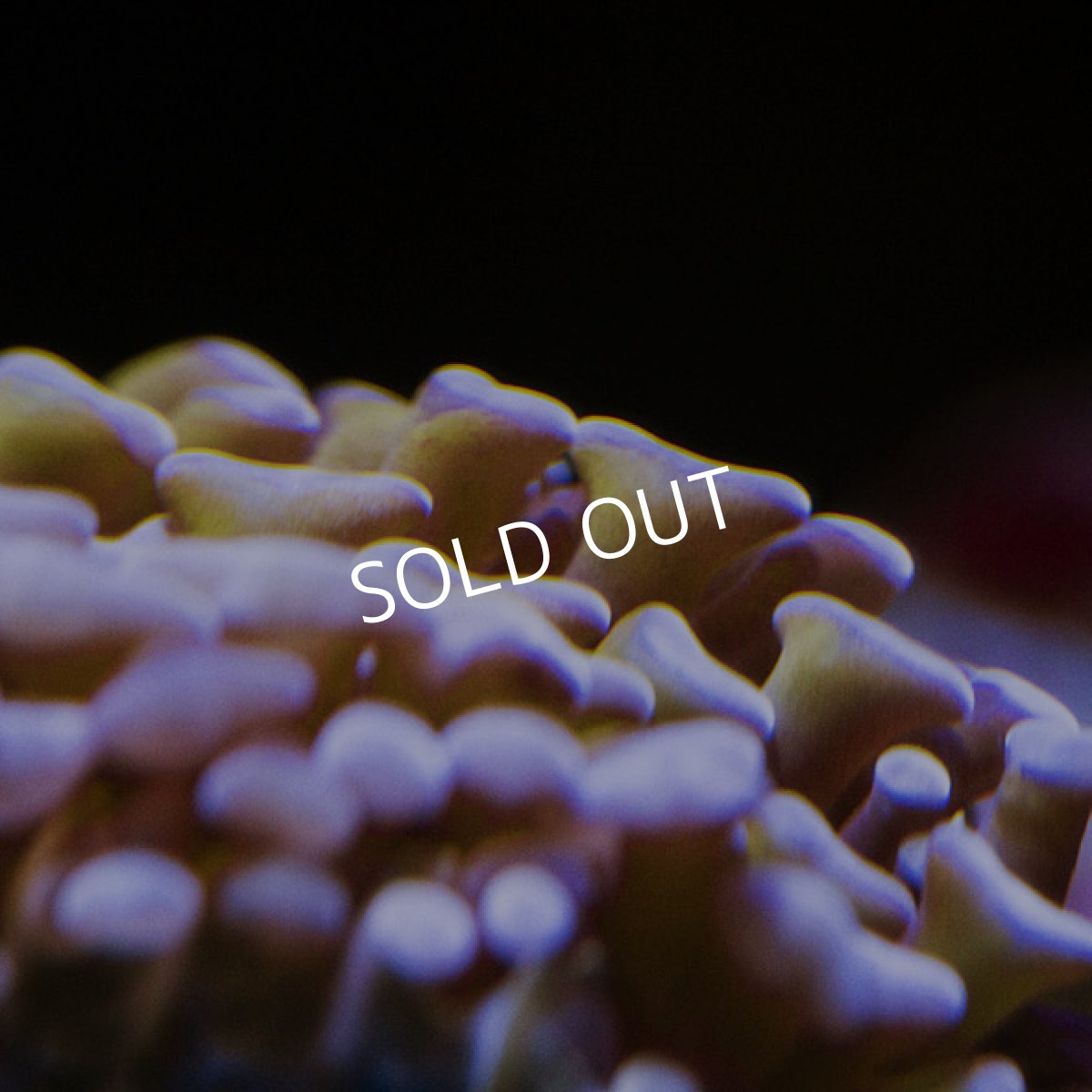 画像2: CDU ナガレハナ Two Tone Gold (2)