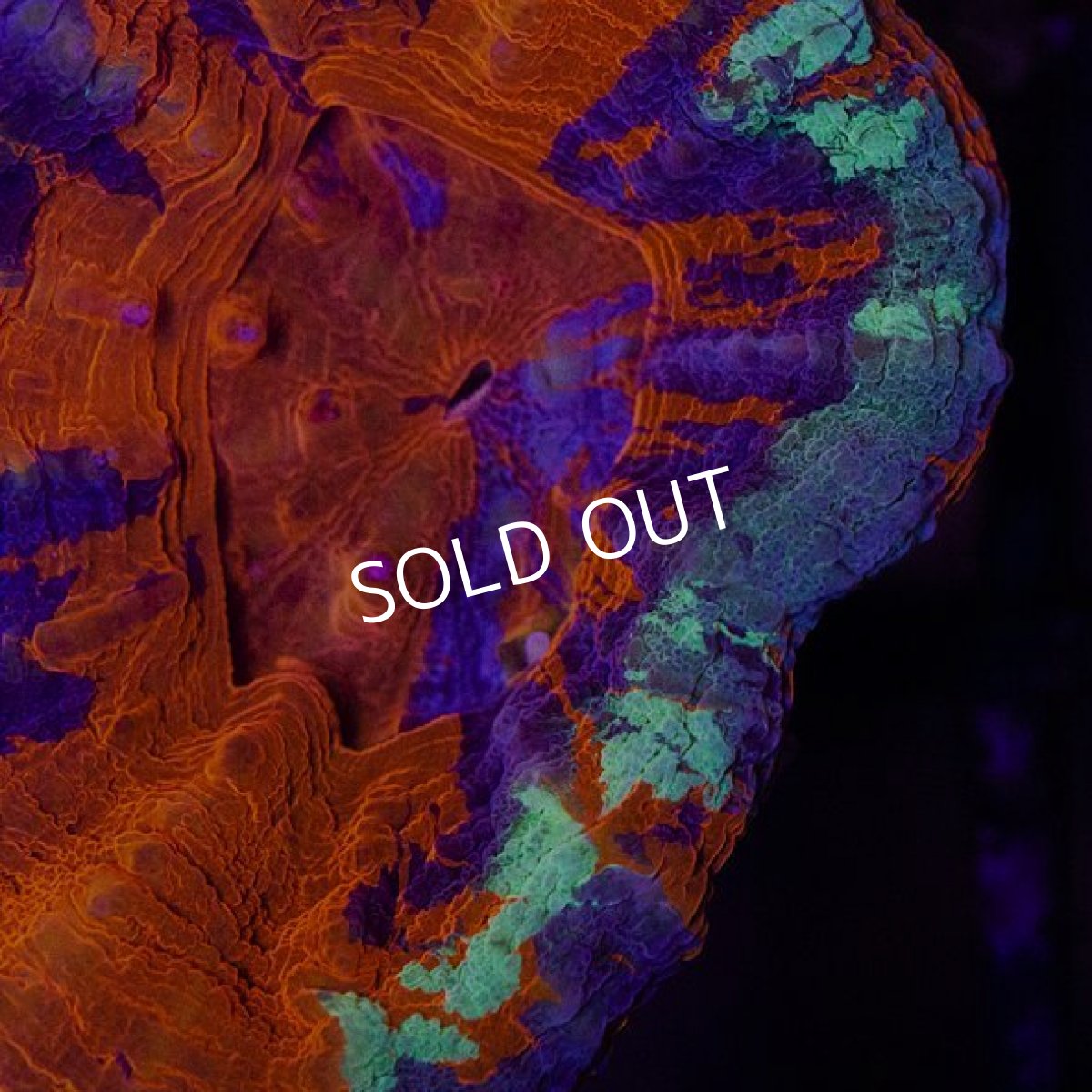 画像2: ■SALE30%OFF■CDU"Coral Down Under​​​​​​​" スコリミア　Warpaint No.65 (2)