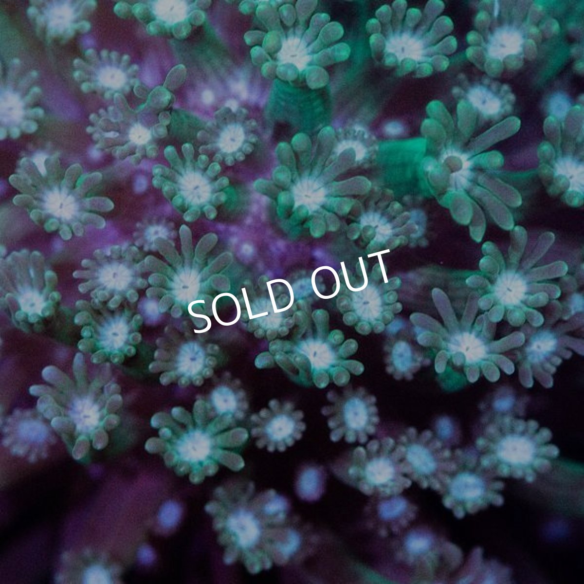 画像2: CDU アワサンゴ　No.5 (2)