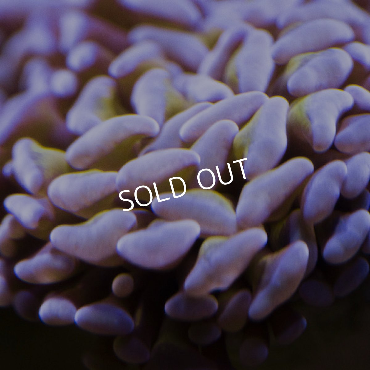 画像3: CDU ナガレハナ Two Tone Gold (3)