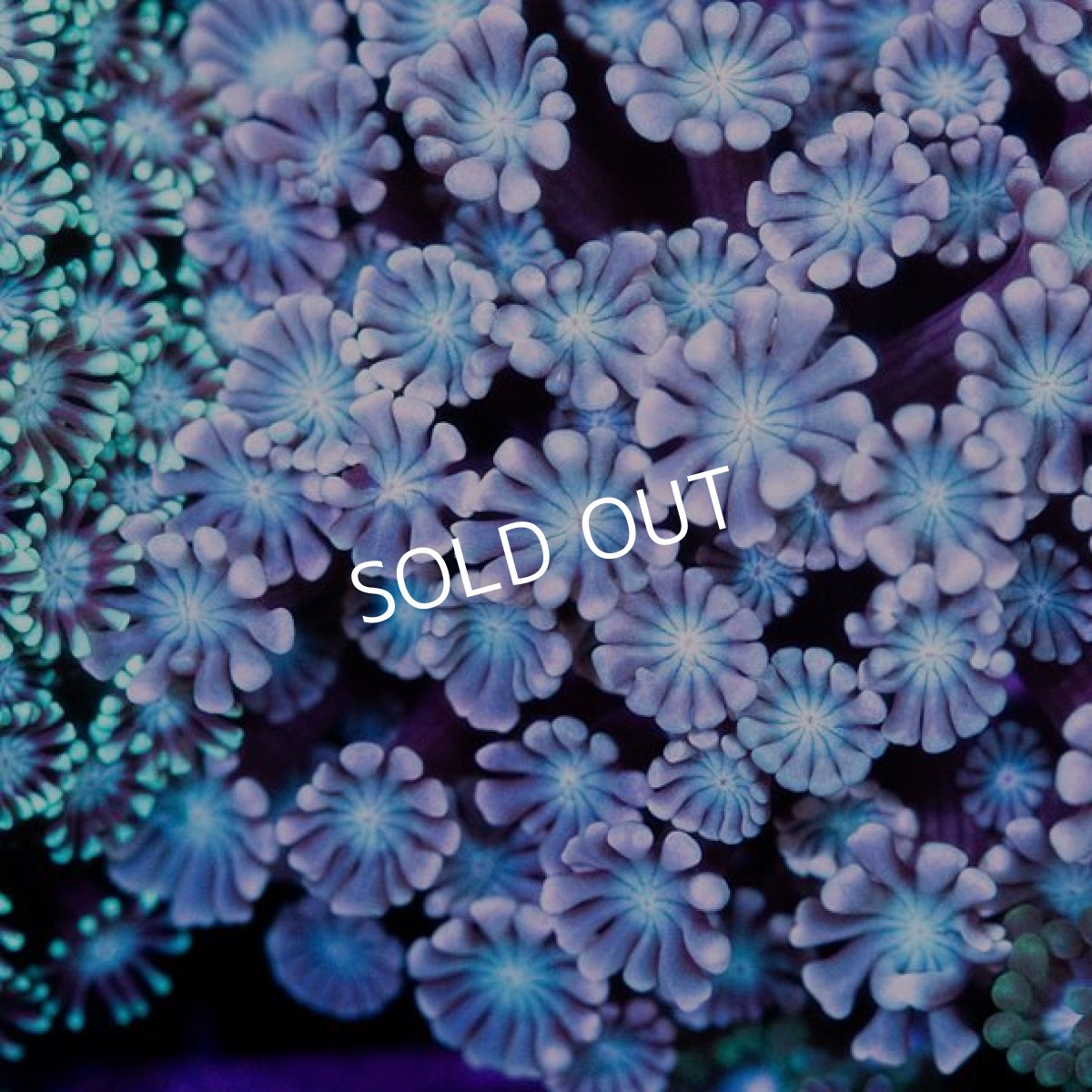 画像2: CDU アワサンゴ　No.4 (2)