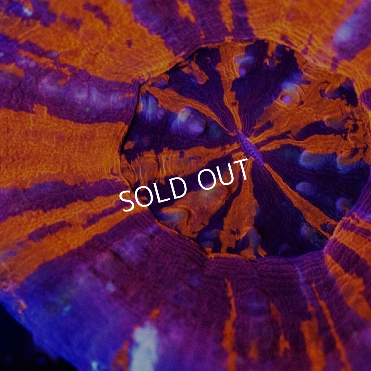 画像2: CDU　スコリミア　Warpaint No.64 (2)