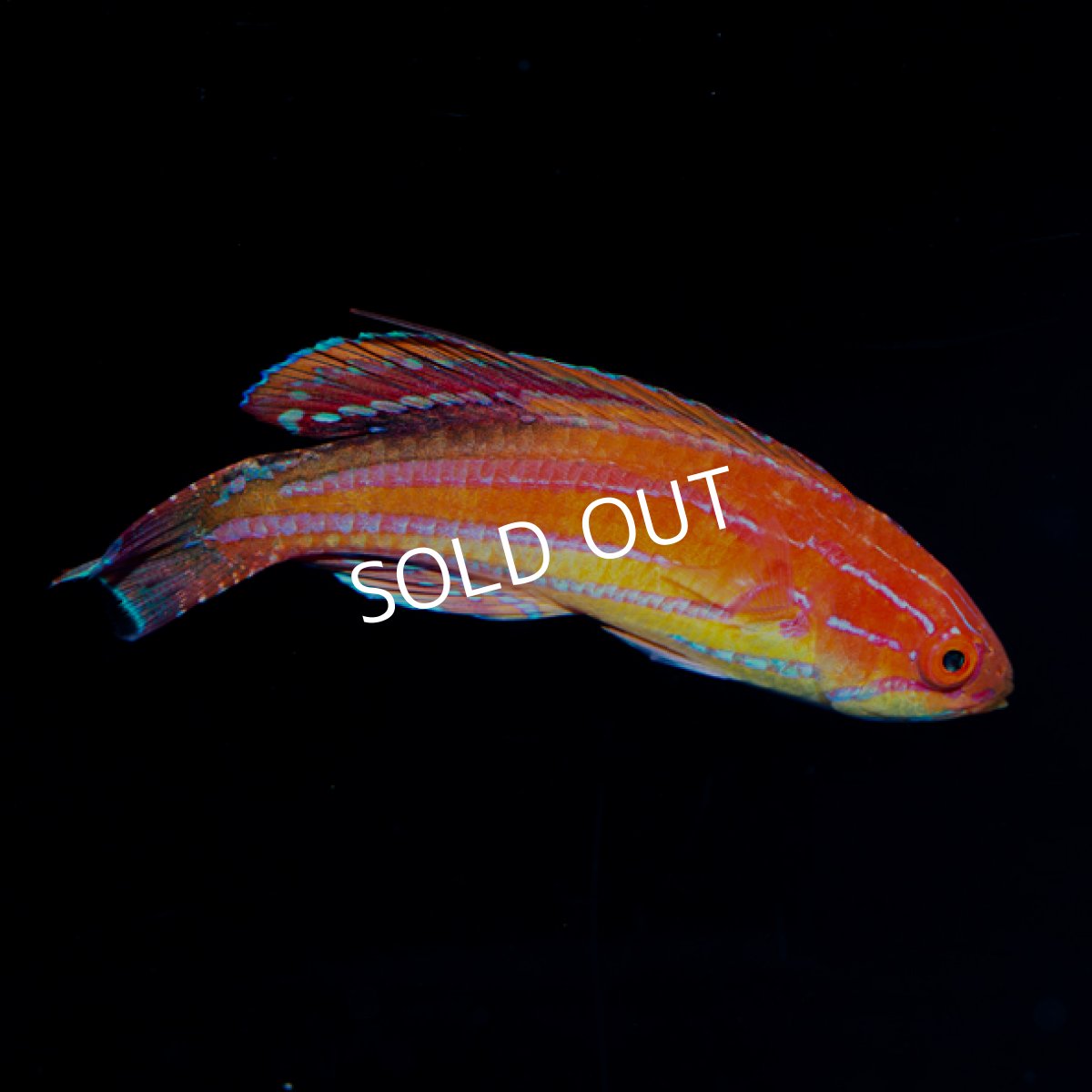 画像4: ■SALE■セイシェルズフラッシャーラス　♂ (4)