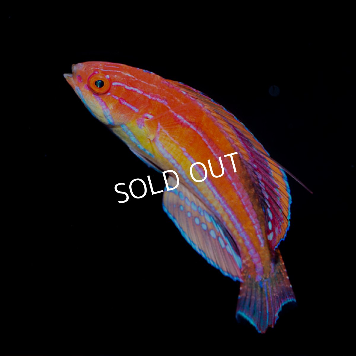 画像3: ■SALE■セイシェルズフラッシャーラス　♂ (3)