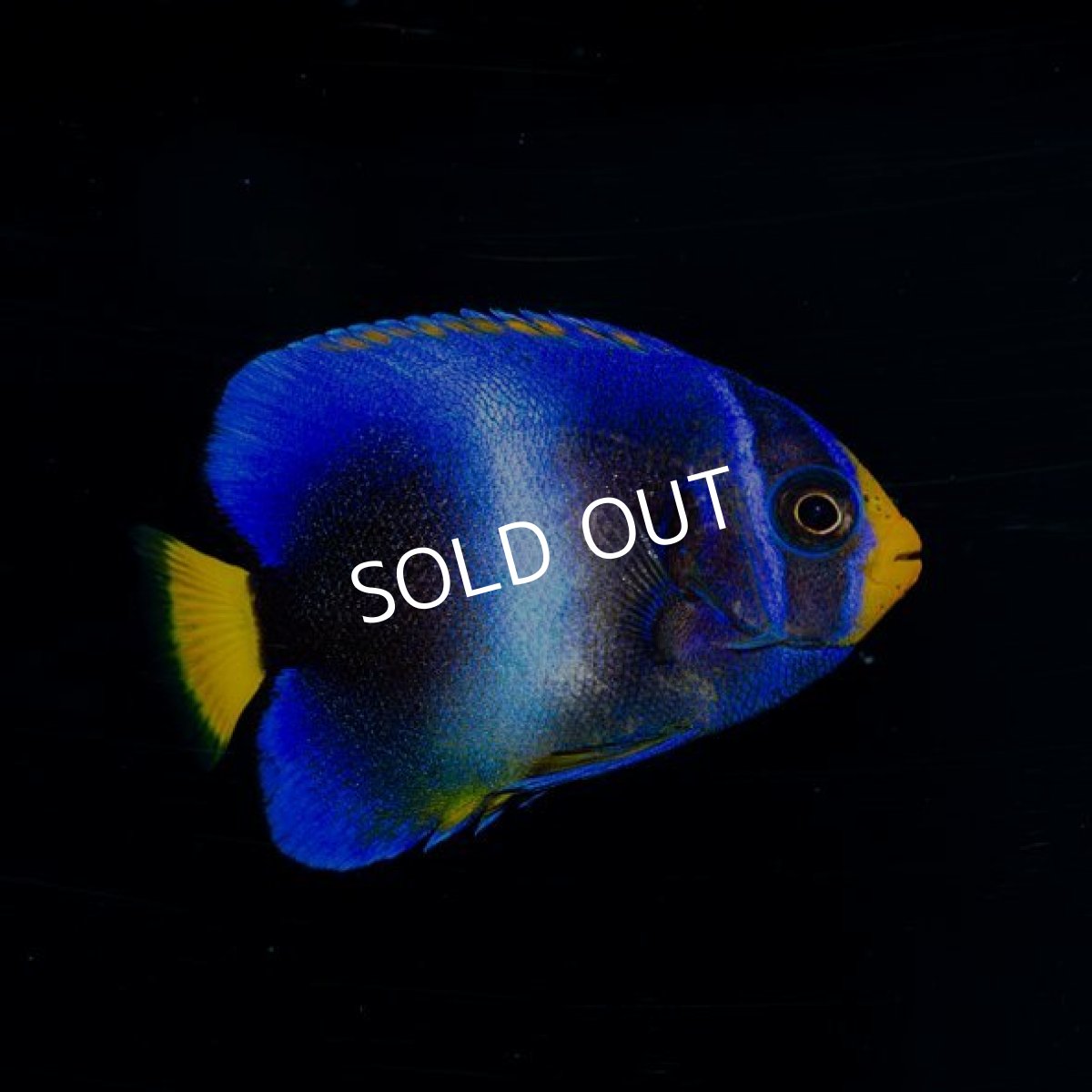 画像2: ウエストアフリカンエンゼル（アフリカヌス）ブルー (2)